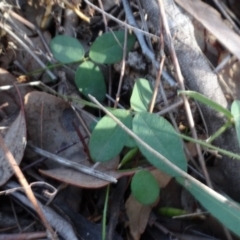 Glycine clandestina at Campbell, ACT - 7 Jun 2020 04:01 PM