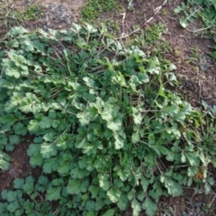 Erodium crinitum (Native Crowfoot) at Mount Ainslie to Black Mountain - 7 Jun 2020 by AndyRussell