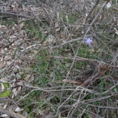 Wahlenbergia capillaris (Tufted Bluebell) at Mount Pleasant - 7 Jun 2020 by AndyRussell