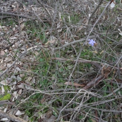 Wahlenbergia capillaris (Tufted Bluebell) at Campbell, ACT - 7 Jun 2020 by AndyRussell