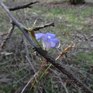 Wahlenbergia capillaris at Campbell, ACT - 7 Jun 2020