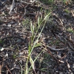 Rytidosperma sp. (Wallaby Grass) at Mount Pleasant - 7 Jun 2020 by AndyRussell