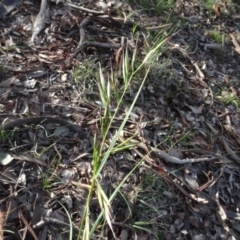 Rytidosperma (genus) (Wallaby Grass) at Campbell, ACT - 7 Jun 2020 by AndyRussell