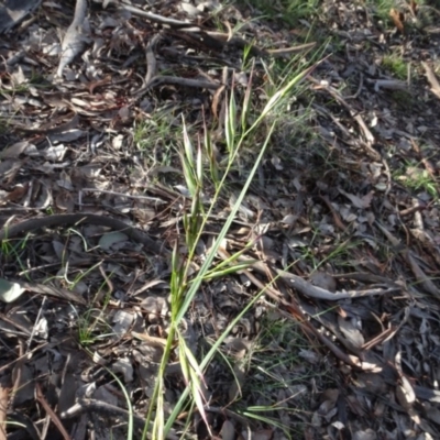 Rytidosperma (genus) (Wallaby Grass) at Campbell, ACT - 7 Jun 2020 by AndyRussell