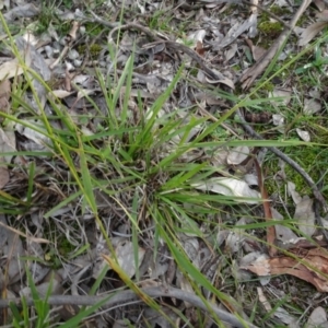 Microlaena stipoides at Campbell, ACT - 7 Jun 2020