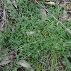 Einadia nutans (Climbing Saltbush) at Campbell, ACT - 7 Jun 2020 by AndyRussell