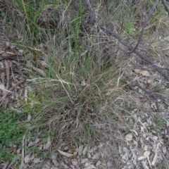 Themeda triandra (Kangaroo Grass) at Mount Pleasant - 7 Jun 2020 by AndyRussell