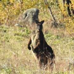 Osphranter robustus robustus (Eastern Wallaroo) at Bullen Range - 8 Jun 2020 by HelenCross