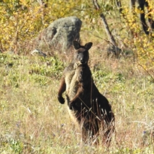 Osphranter robustus robustus at Bullen Range - 8 Jun 2020