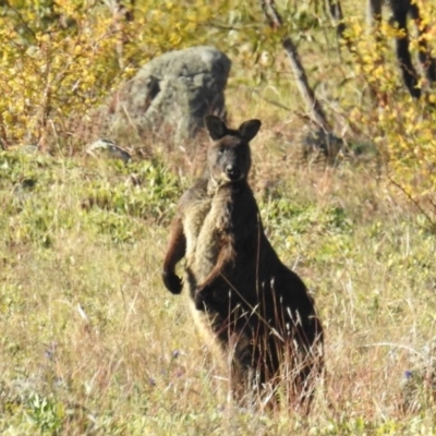 Osphranter robustus (Wallaroo) at Tuggeranong DC, ACT - 8 Jun 2020 by HelenCross