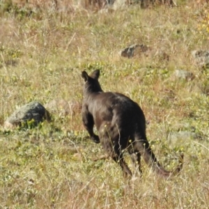 Osphranter robustus robustus at Bullen Range - 8 Jun 2020