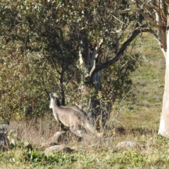 Osphranter robustus robustus at Bullen Range - 8 Jun 2020