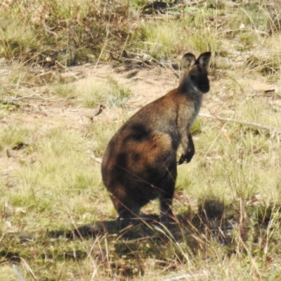 Notamacropus rufogriseus (Red-necked Wallaby) at Stromlo, ACT - 8 Jun 2020 by HelenCross