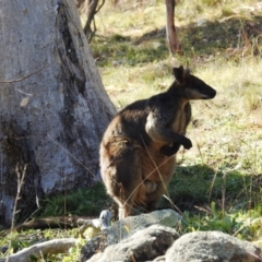 Wallabia bicolor (Swamp Wallaby) at Stromlo, ACT - 8 Jun 2020 by HelenCross