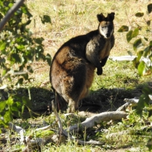 Wallabia bicolor at Stromlo, ACT - 8 Jun 2020