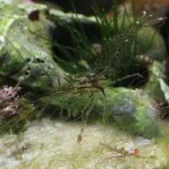 Palaemon serenus (Rock-pool Prawn) at Batemans Marine Park - 6 Jun 2020 by melanoxylon