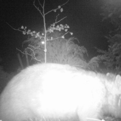 Vombatus ursinus (Common wombat, Bare-nosed Wombat) at Karabar, NSW - 12 May 2020 by LyndalT