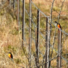 Petroica phoenicea (Flame Robin) at Kambah, ACT - 8 Jun 2020 by HelenCross