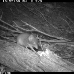 Antechinus agilis (Agile Antechinus) at Tathra, NSW - 2 Dec 2013 by AndrewMcCutcheon