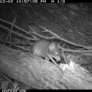 Antechinus agilis at Tathra, NSW - 2 Dec 2013 10:55 PM