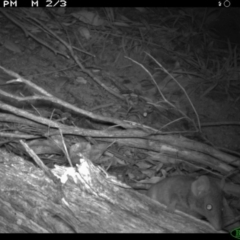 Antechinus agilis at Tathra, NSW - 2 Dec 2013 10:55 PM