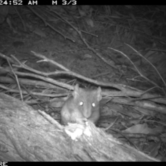 Antechinus agilis at Tathra, NSW - 2 Dec 2013