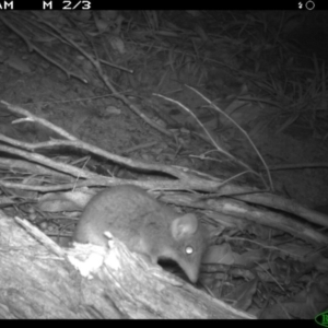 Antechinus agilis at Tathra, NSW - 2 Dec 2013 10:55 PM