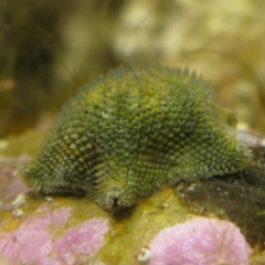 Parvulastra exigua (Rock pool seastar) at Bawley Point, NSW - 6 Jun 2020 by melanoxylon