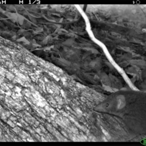 Antechinus mimetes mimetes at Tathra Public School - 4 Dec 2013 07:50 AM