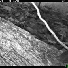 Antechinus mimetes mimetes at Tathra Public School - 4 Dec 2013 07:50 AM