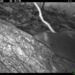 Antechinus mimetes mimetes at Tathra Public School - 4 Dec 2013 07:50 AM