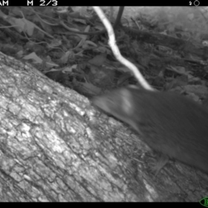 Antechinus mimetes mimetes at Tathra Public School - 4 Dec 2013 07:50 AM