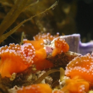 Corynactis australis at Bawley Point, NSW - 8 Jun 2020