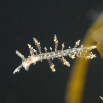 Unverified Other Marine Invertebrate at Batemans Marine Park - 8 Jun 2020 by melanoxylon
