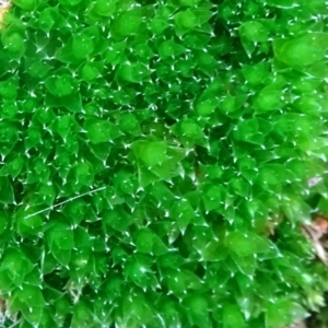 Rosulabryum sp. at Campbell, ACT - 7 Jun 2020 03:12 PM