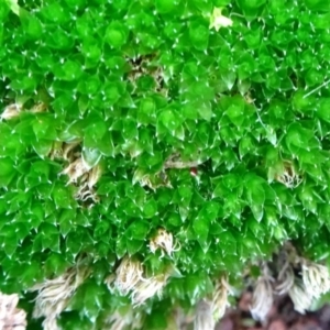 Rosulabryum sp. at Campbell, ACT - 7 Jun 2020 03:12 PM