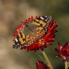 Vanessa kershawi (Australian Painted Lady) at ANBG - 28 May 2020 by AlisonMilton