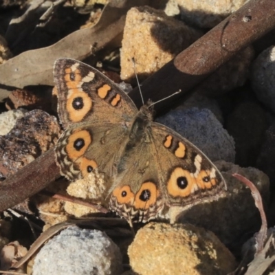 Junonia villida (Meadow Argus) at Acton, ACT - 28 May 2020 by AlisonMilton