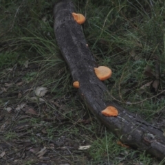 Trametes coccinea (Scarlet Bracket) at Acton, ACT - 28 May 2020 by AlisonMilton