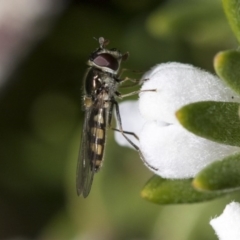 Simosyrphus grandicornis (Common hover fly) at Higgins, ACT - 31 May 2020 by AlisonMilton