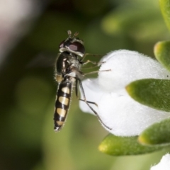 Simosyrphus grandicornis at Higgins, ACT - 31 May 2020