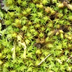 Pottiaceae (family) (A moss) at Mount Ainslie to Black Mountain - 7 Jun 2020 by JanetRussell