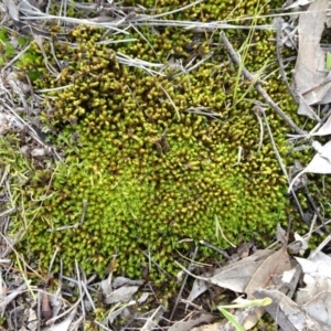 Pottiaceae (family) at Campbell, ACT - 7 Jun 2020