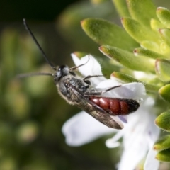 Lasioglossum (Parasphecodes) sp. (genus & subgenus) (Halictid bee) at Higgins, ACT - 31 May 2020 by AlisonMilton