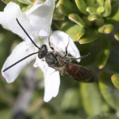 Lasioglossum (Parasphecodes) sp. (genus & subgenus) at Higgins, ACT - 31 May 2020