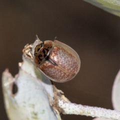 Paropsisterna m-fuscum (Eucalyptus Leaf Beetle) at Acton, ACT - 13 May 2020 by AlisonMilton