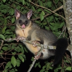 Trichosurus vulpecula (Common Brushtail Possum) at Tathra, NSW - 29 Apr 2014 by AndrewMcCutcheon