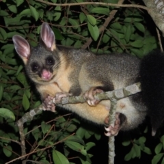 Trichosurus vulpecula at Tathra, NSW - 29 Apr 2014 08:15 PM