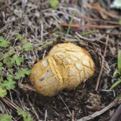 Scleroderma sp. (Scleroderma) at Acton, ACT - 13 May 2020 by AlisonMilton