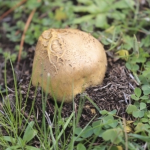 Scleroderma sp. at Acton, ACT - 13 May 2020